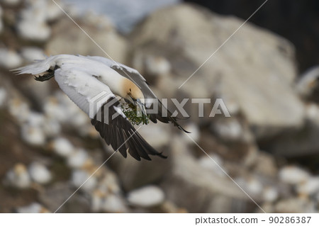 Gannet carrying nest material Gannet carrying nest material 90286387