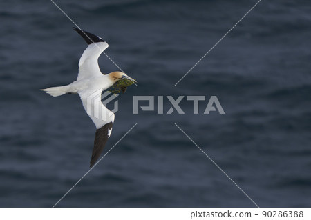 Gannet carrying nest material Gannet carrying nest material 90286388
