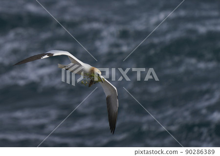Gannet carrying nest material Gannet carrying nest material 90286389