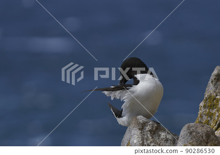Razorbill 90286530