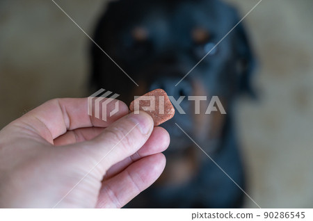A man is holding a chewable flea and tick pill for pets. Veterinary drug for oral use without packaging. A large black dog is sitting in the background. Close-up. Selective focus. Inside the room. A man is holding a chewable flea and tick pill for pets. Veterinary drug for oral use without packaging. A large black dog is sitting in the background. Close-up. Selective focus. Inside the room. 90286545