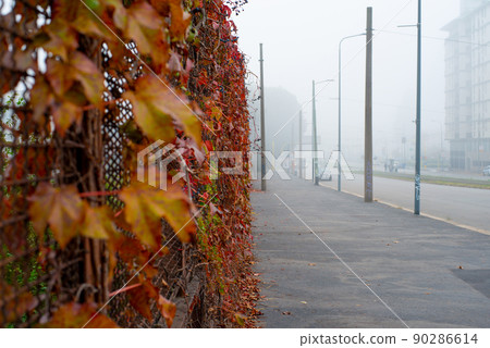 Golden wild grapes leaves grow on fence along city pavement 90286614