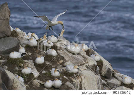 Gannets courting Gannets courting 90286642