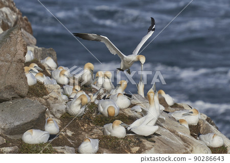 Gannets courting Gannets courting 90286643