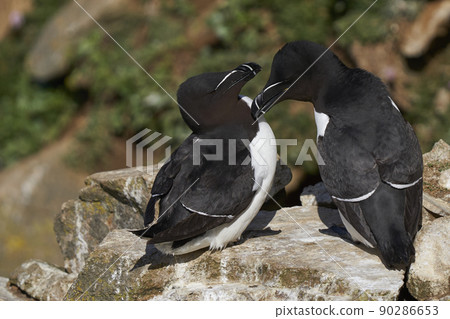 Razorbill 90286653