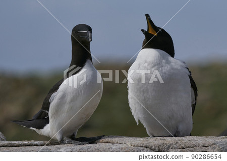 Razorbill Razorbill 90286654