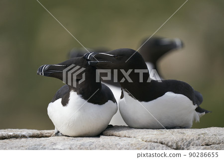Razorbill 90286655