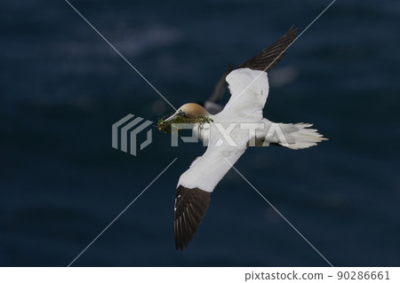 Gannet carrying nest material Gannet carrying nest material 90286661
