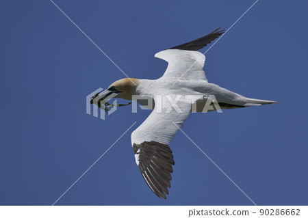 Gannet carrying nest material Gannet carrying nest material 90286662