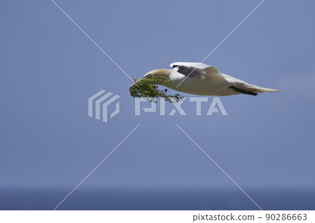 Gannet carrying nest material Gannet carrying nest material 90286663