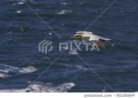 Gannet carrying nest material  Gannet carrying nest material  90286664