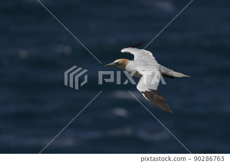 Gannet in flight Gannet in flight 90286763