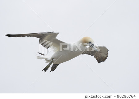 Gannet in flight Gannet in flight 90286764