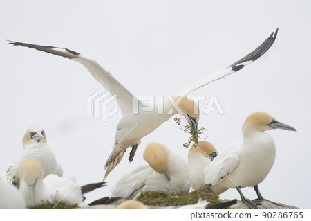 Gannet with nesting material Gannet with nesting material 90286765