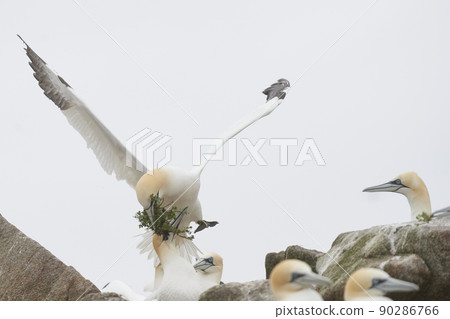 Gannet with nesting material Gannet with nesting material 90286766