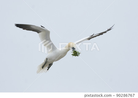 Gannet with nesting material Gannet with nesting material 90286767
