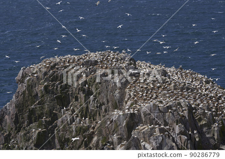 Gannet colony Gannet colony 90286779