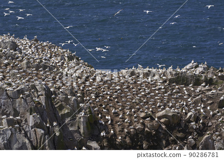 Gannet colony Gannet colony 90286781