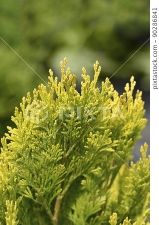 Lawsons Cypress Minima Aurea 90286841