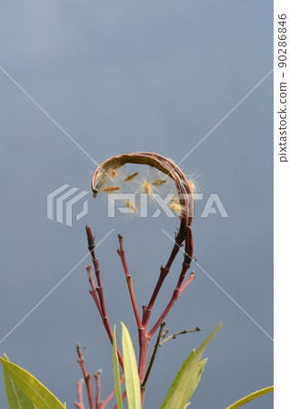 Common oleander 90286846