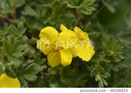 Shrubby cinquefoil Goldstar 90286854