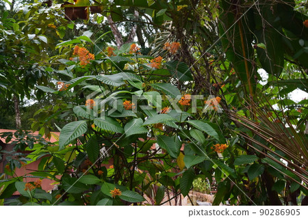Costa Rican mysterious flower Costa Rican mysterious flower 90286905