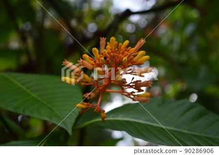Costa Rican mysterious flower Costa Rican mysterious flower 90286906