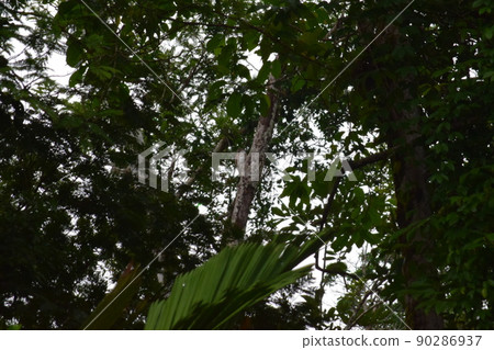 熱帶雨林，托爾圖格羅，哥斯達黎加 90286937