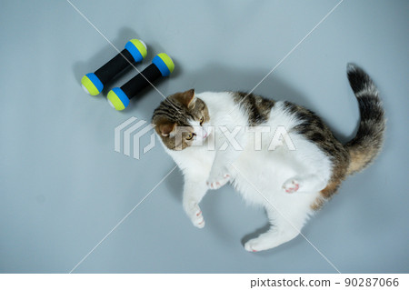 top view scottish cat workout with dumbbell on gray background top view scottish cat workout with dumbbell on gray background 90287066