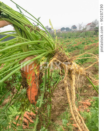 Closeup of the mutant white carrot and normal carrot 90287190