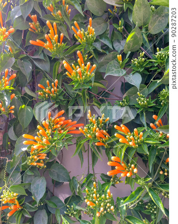 Orange Firecracker Flowers Growing By Road 90287203