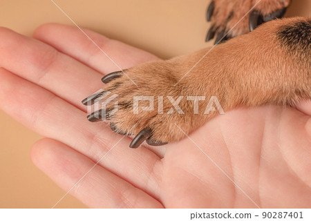 Macro photo of paws. The paw of a small dog lies on the palm on a beige background. 90287401