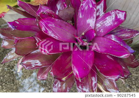 多雨的濕花 90287545