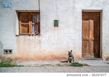 dog on the street in front of the house dog on the street in front of the house 90287877