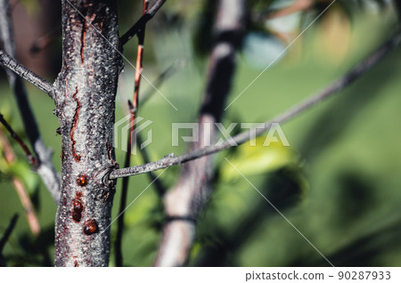 damaged bark of on a peach tree in the spring caused by an infestation of Peachtree borer larvae tunneling 90287933