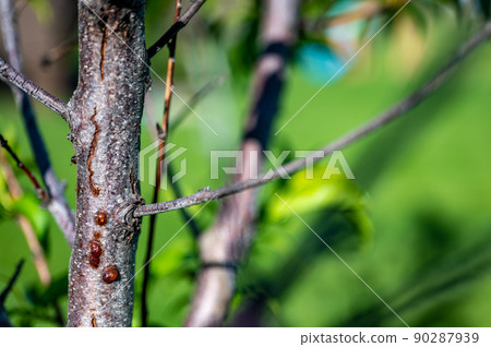 damaged bark of on a peach tree in the spring caused by an infestation of Peachtree borer larvae tunneling damaged bark of on a peach tree in the spring caused by an infestation of Peachtree borer larvae tunneling 90287939
