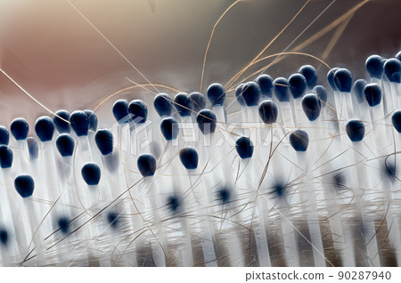 Selective focus on bristles of a hairbrush with tangled hair Selective focus on bristles of a hairbrush with tangled hair 90287940