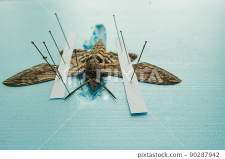 pinned tomato hornworm moth with wings spread on a foam board 90287942