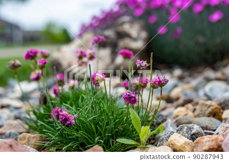 Selective focus on a single thistle weed hiding in a patch of decorative flowers 90287943