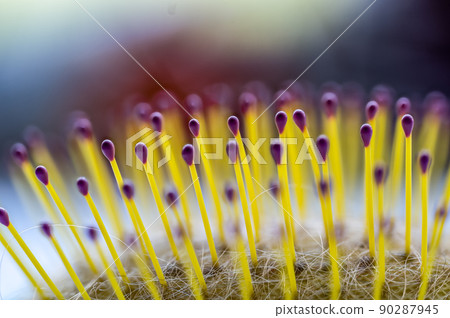 Selective focus on bristles of a hairbrush with tangled hair Selective focus on bristles of a hairbrush with tangled hair 90287945