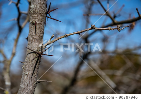 Thicket of thorns on a honey locust Thicket of thorns on a honey locust 90287946