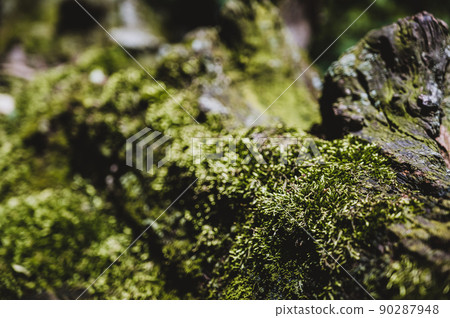 patch of moss showing both gametophytes and sporophytes with a blurred forest backdrop 90287948