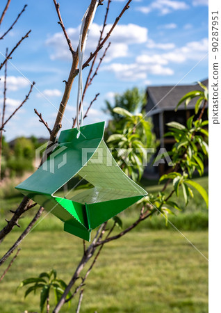 Fruit tree moth sticky trap with pheromone lure to monitor insect adult infestations Fruit tree moth sticky trap with pheromone lure to monitor insect adult infestations 90287951