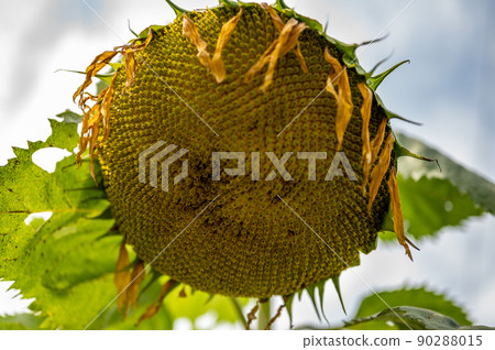 Selective focus on drooping sunflower head after petals have wilted 90288015