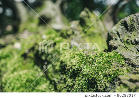patch of moss showing both gametophytes and sporophytes with a blurred forest backdrop 90288017