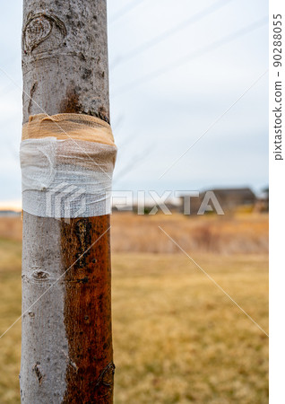 Damaged tree with sap weeping down the bark and a protective bandage wrap 90288055