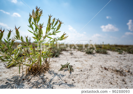 Bractless Stickleaf plant in sandy dry land adjacent to Monument Rocks in Kansas Bractless Stickleaf plant in sandy dry land adjacent to Monument Rocks in Kansas 90288093