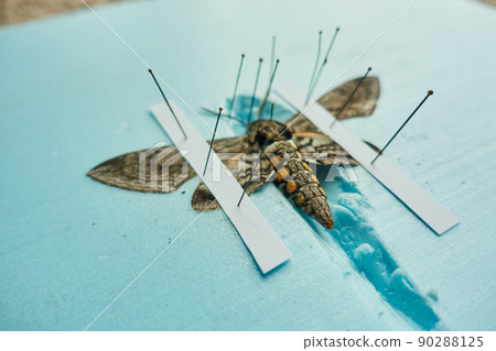 pinned tomato hornworm moth with wings spread on a foam board pinned tomato hornworm moth with wings spread on a foam board 90288125