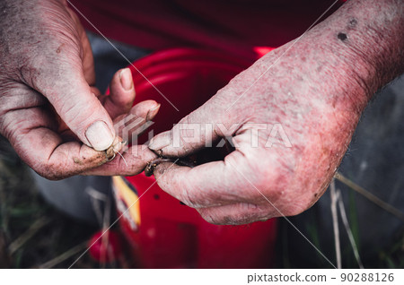 caucasian hands putting a worm on a hook to use as live bait 90288126