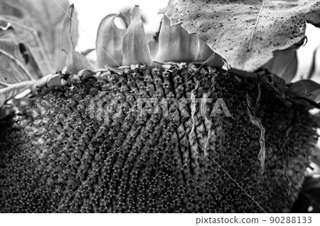 Selective focus on drooping sunflower head after petals have wilted 90288133